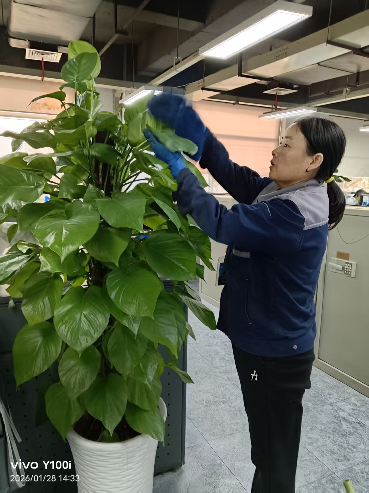 大堂绿植养护作业实景