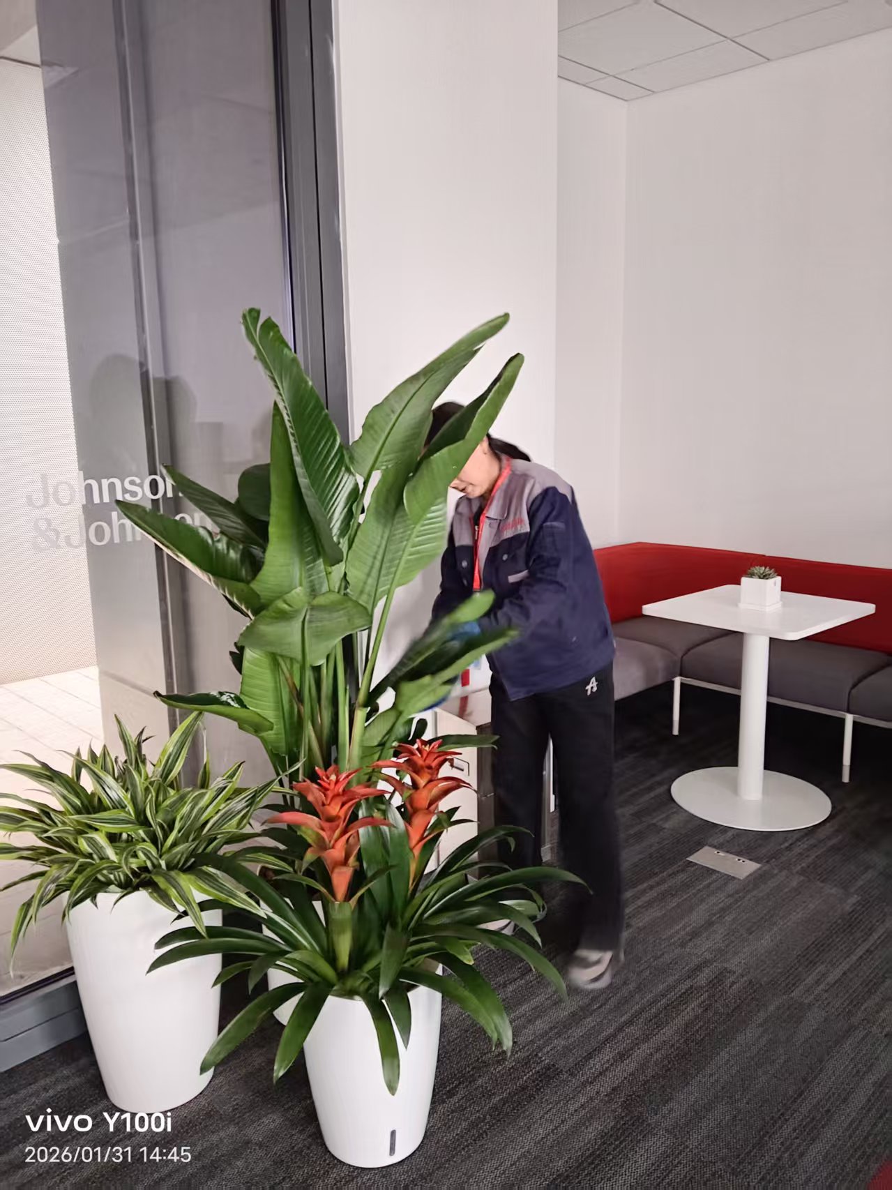 前台绿植摆放实景