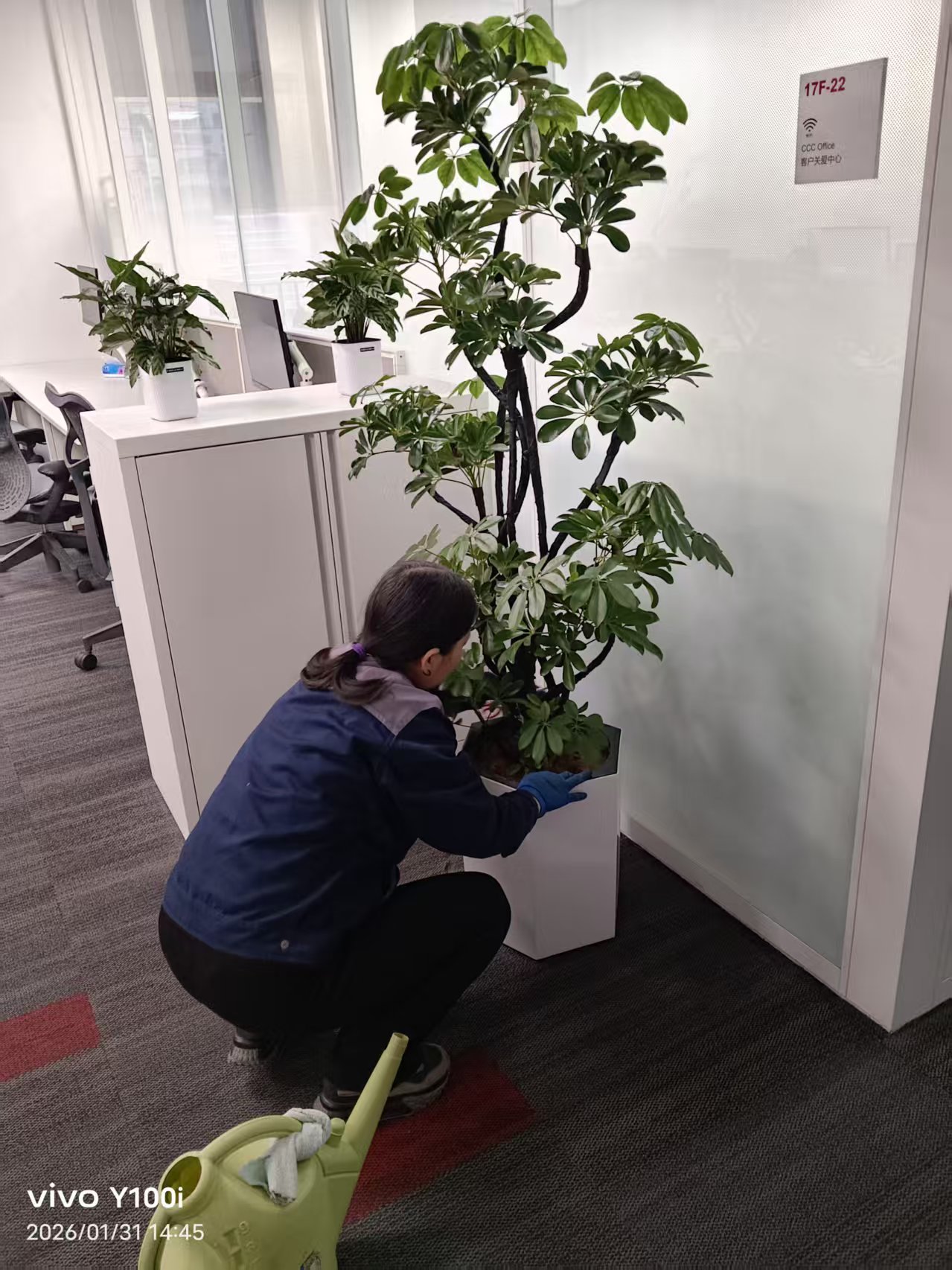 会议室绿植搭配实景