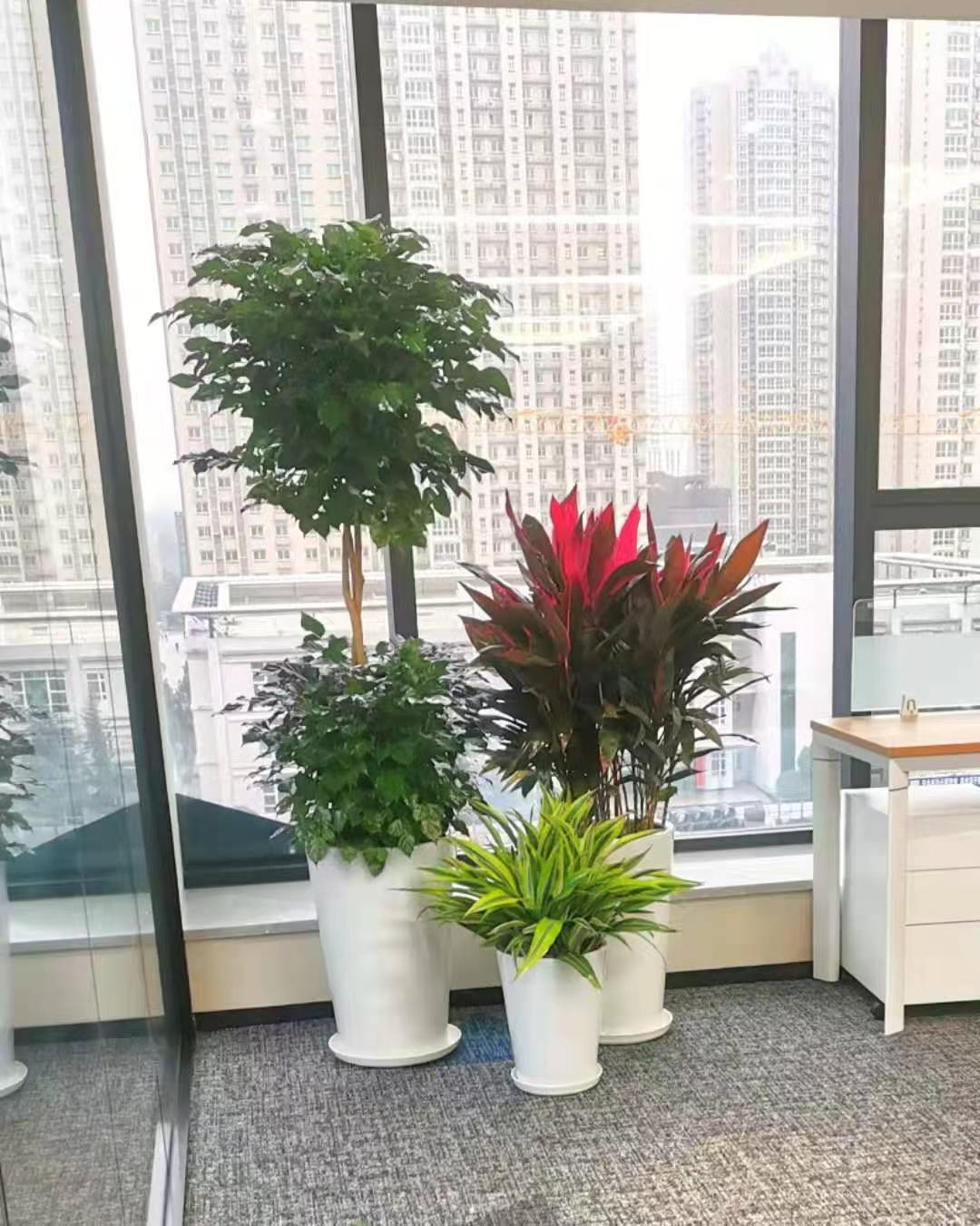 办公区绿植摆放实景