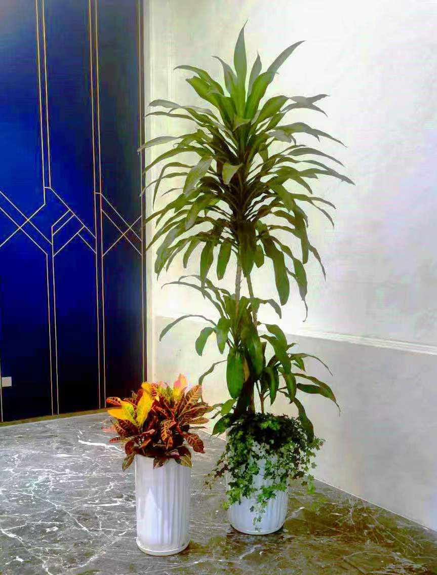 绿植养护上门作业实景