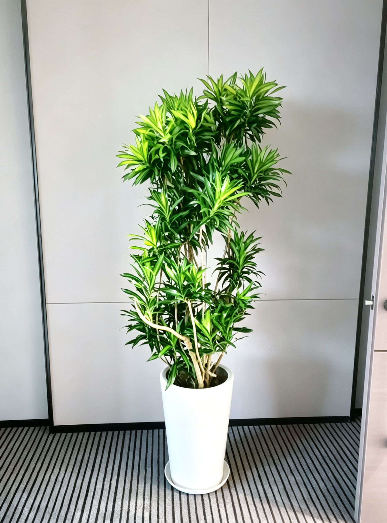 节庆花木布置现场实景