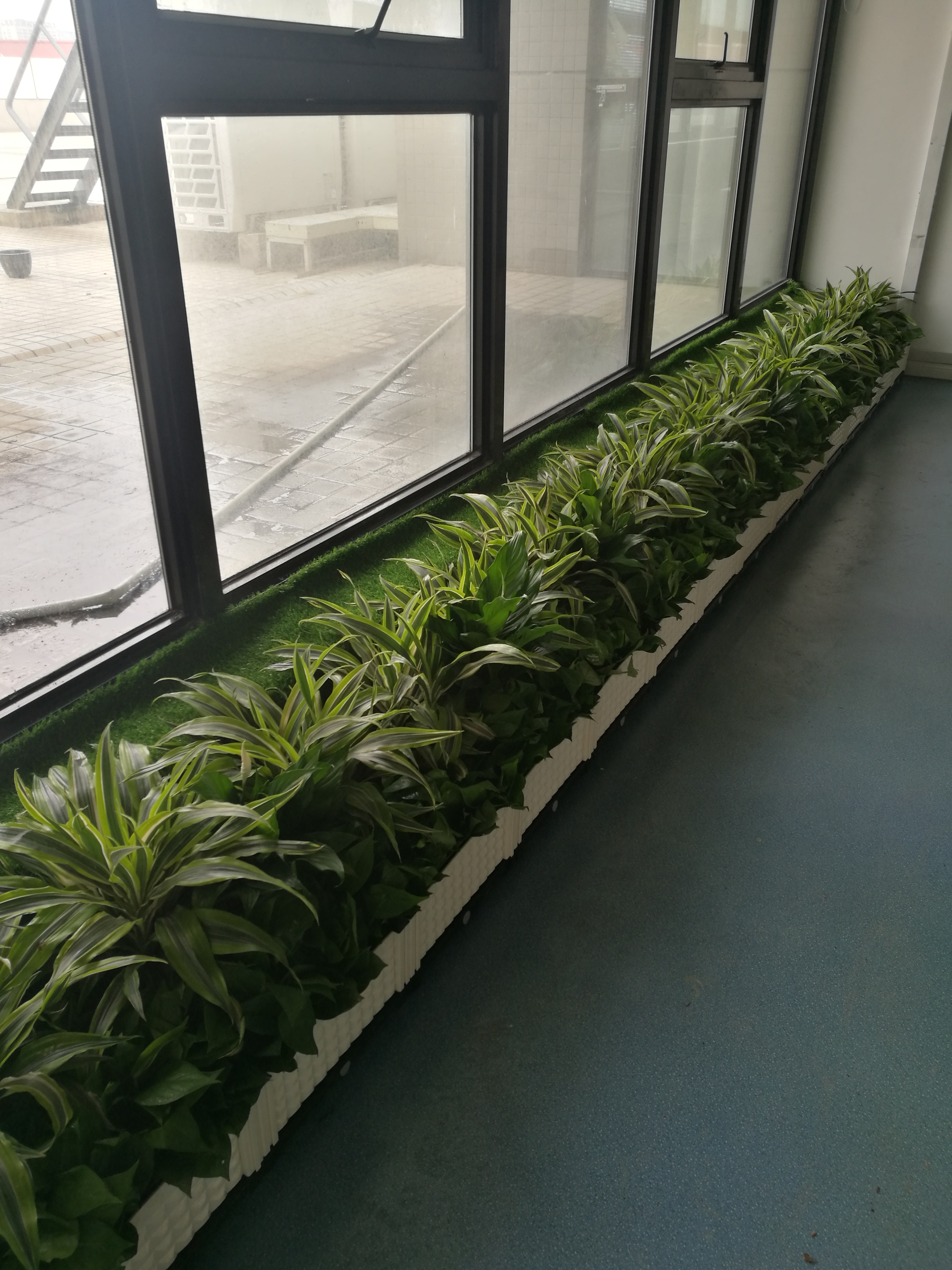 绿化苗木栽植作业实景